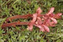 Orobanche alba